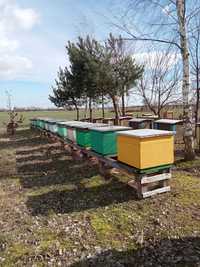 Odkłady pszczele na ramce wielkopolskiej 2024