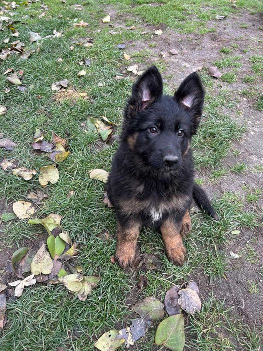 Owczarek niemiecki długowłosy czarno podpalany!! SUCZKA