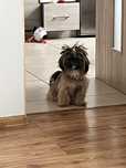 Oddam psa shih tzu