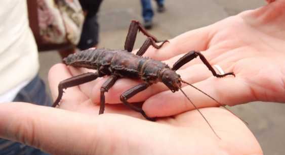 Straszyki nowogwinejskie Eurycantha calcarata 3szt