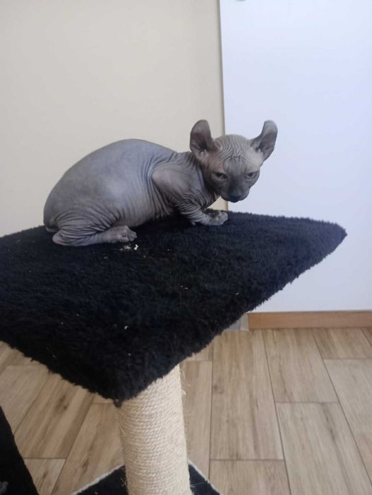 Kocurek Sfinks Elf
