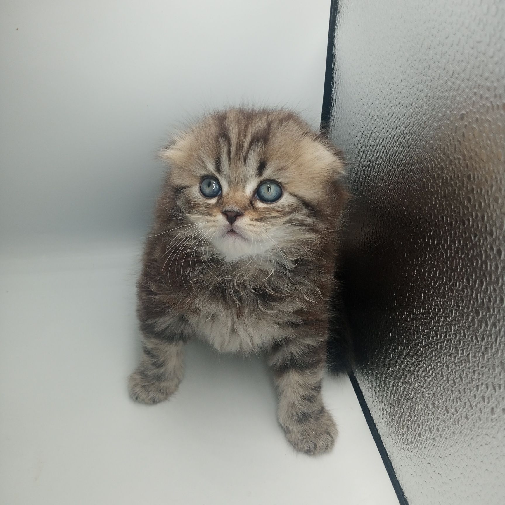 Шотландские котята, шотландский котенок