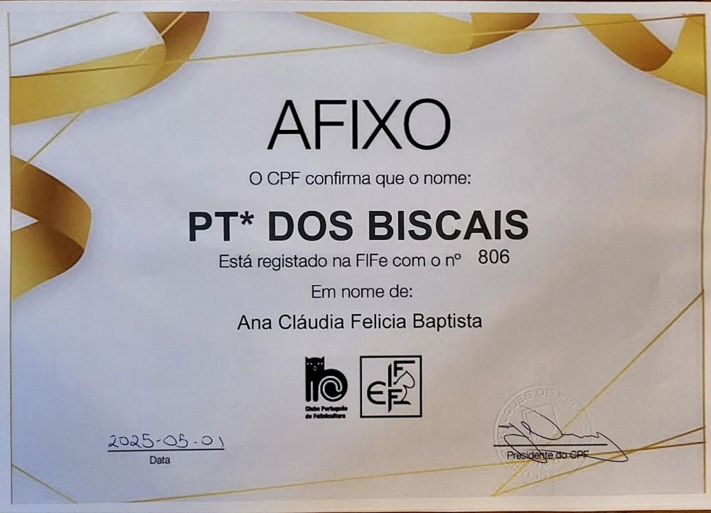 Gato Bengal c/pedigree e afixo