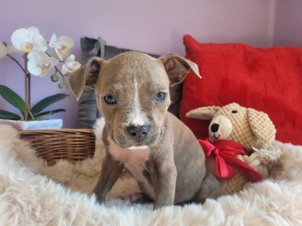 Kochany piesek Amstaff!