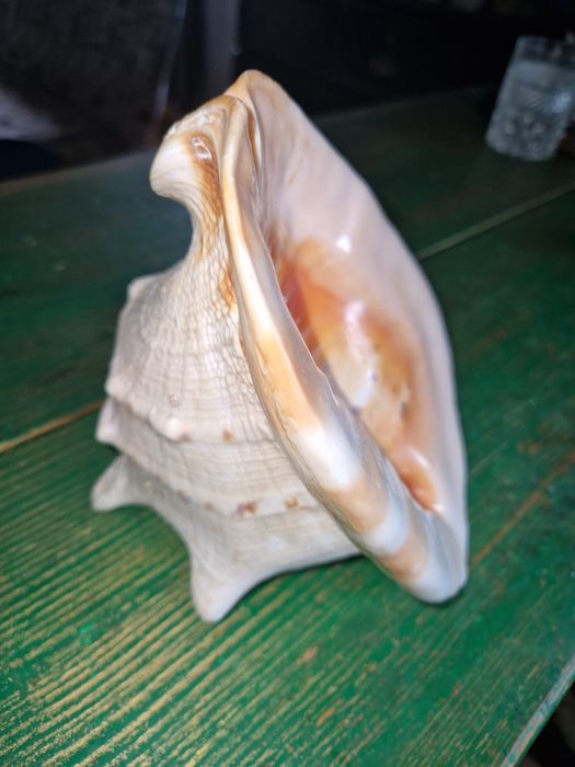 Ракушка Океанська.Велика