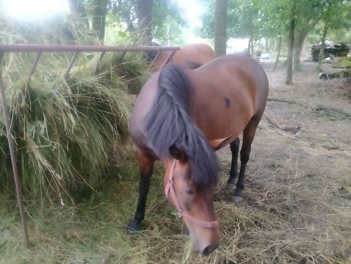 Klacz huculska źrebna