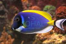 Acanthurus Leucosternon i inne