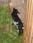 Cabrito anão micro anão