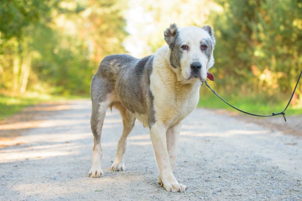 ZARA - duża smutna sunia w typie owczarka środkowoazjatyckiego