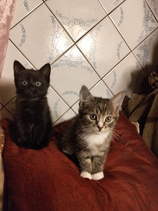 Віддам безкоштовно кошенят