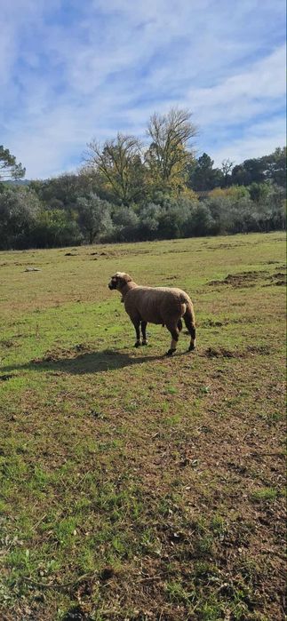 Carneiro p 3 para mudar de pastagens