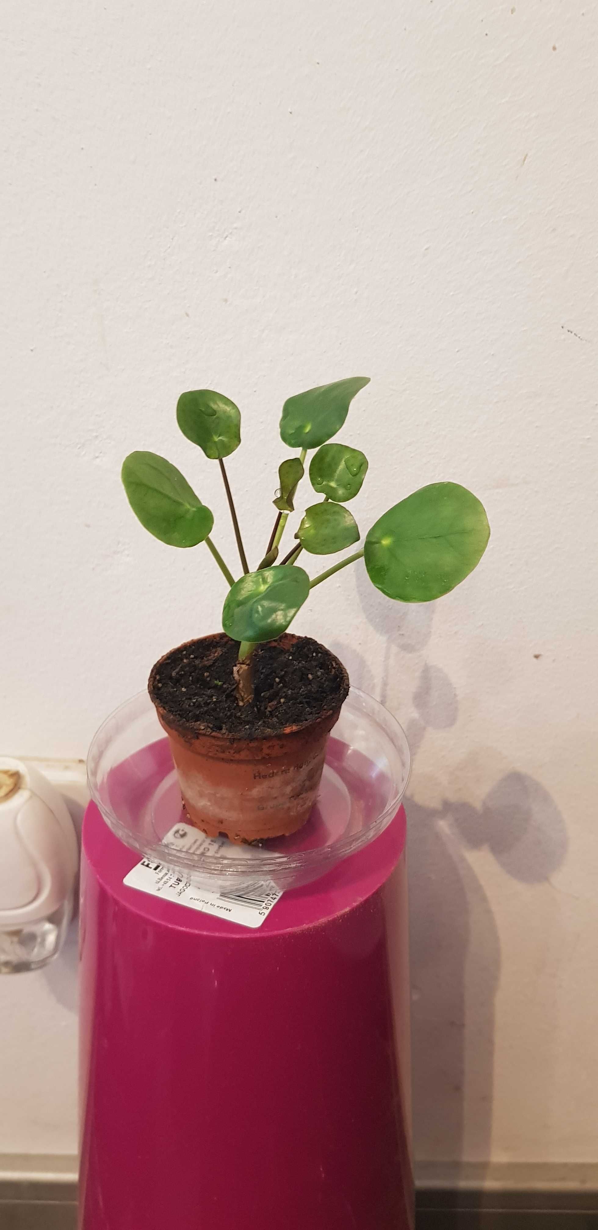 Pilea kwiat " Pieniążek " peperomioides 14cm
