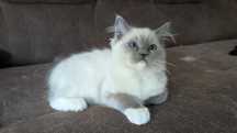 Sprzedam kotkę ragdoll