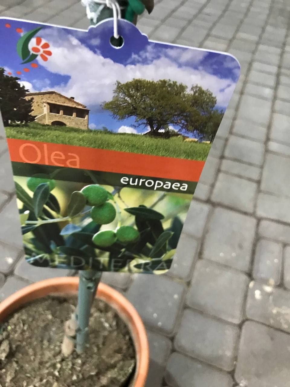 Оливкове Дерево olea europaea