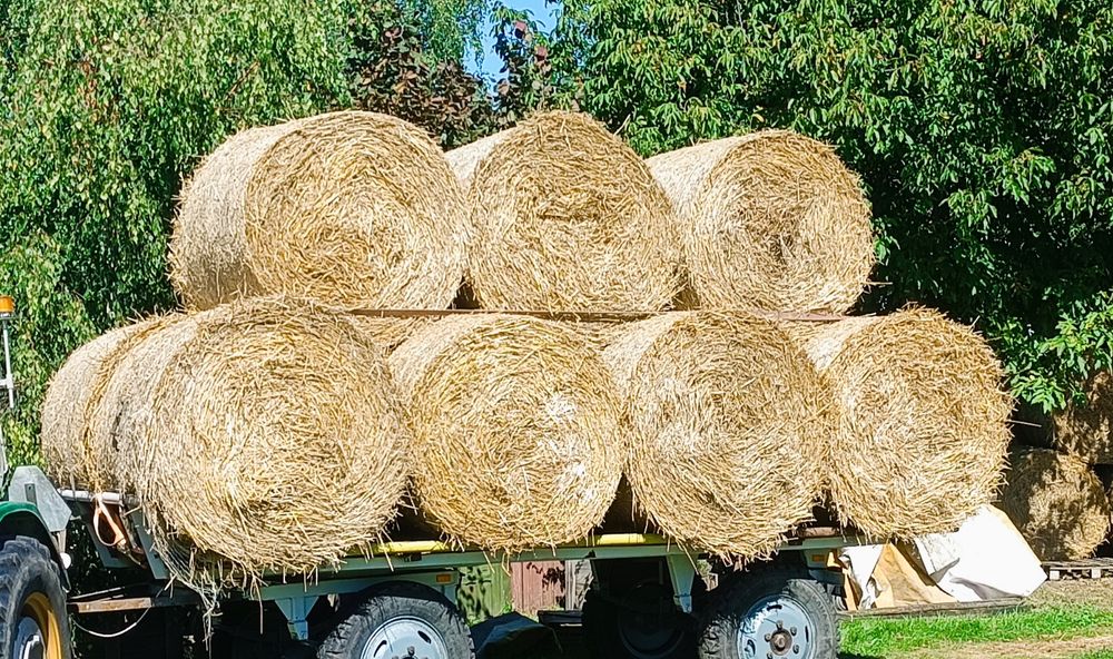 Siano w balotach zbiór 2025