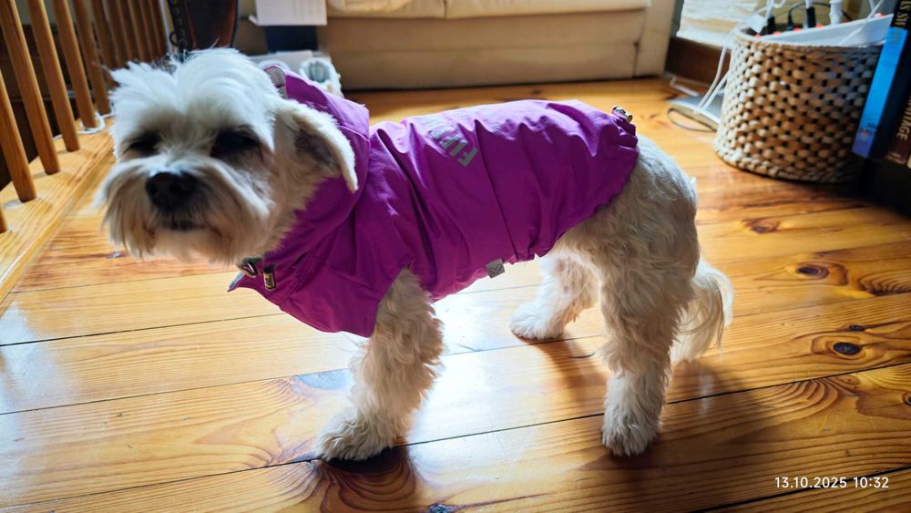 Psia kurteczka na deszcz Puppy Angel - L