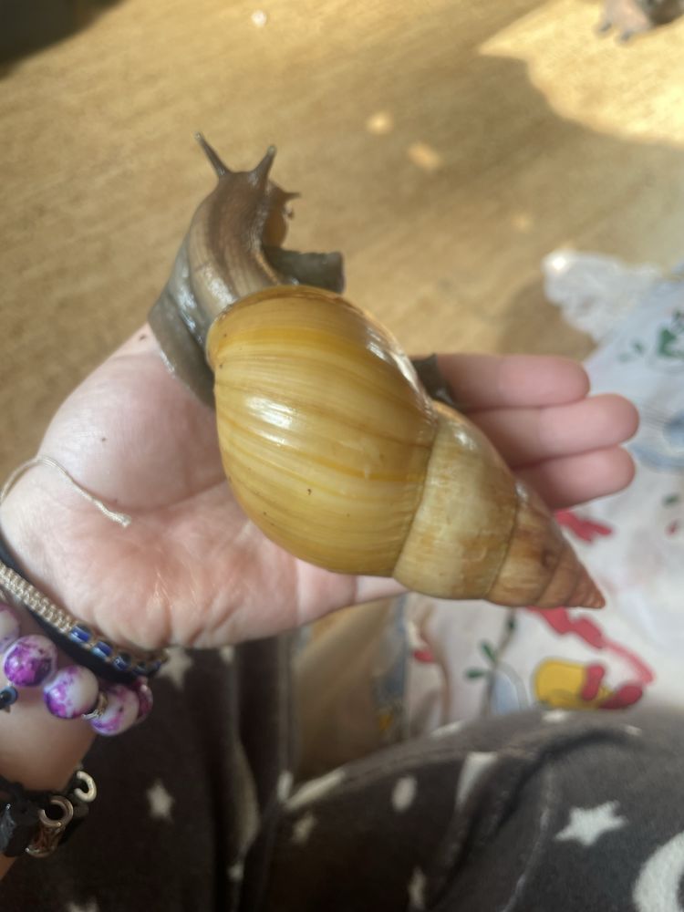 Śimak afrykański lissachatina reticulata