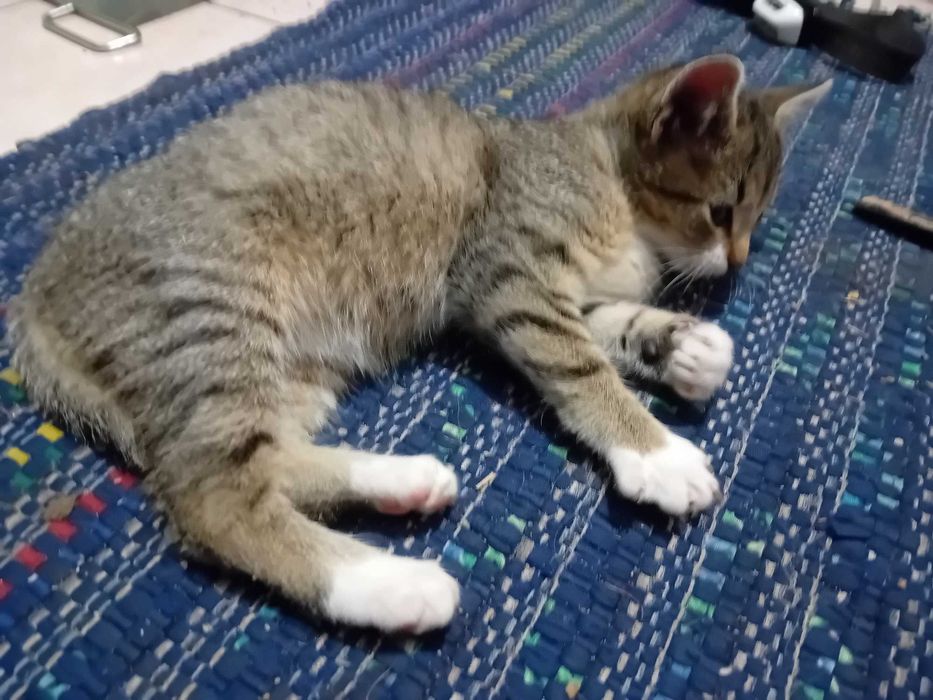 kocurek Gandalf  szuka domu 13 tyg