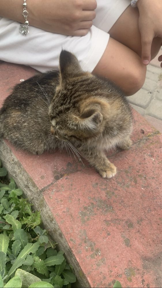 Віддам котика в добрі руки