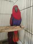 Ecletus roratus ..