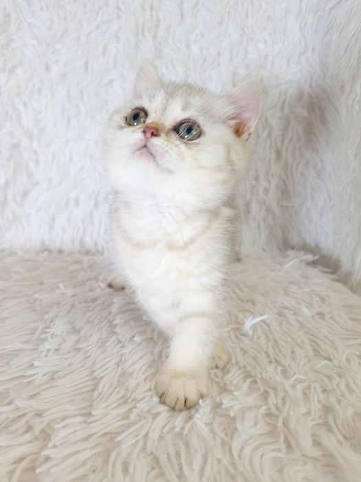 Шотландська срібляста шиншила