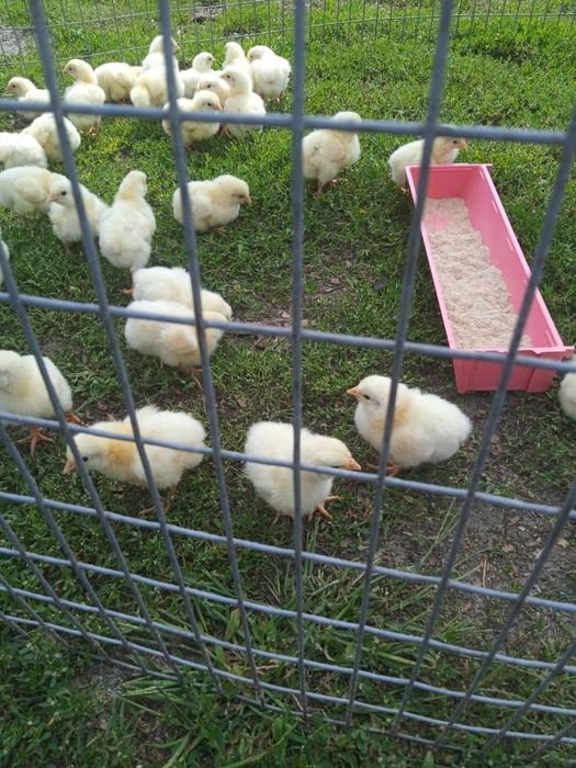 Курчата бройлерів КОБ-500