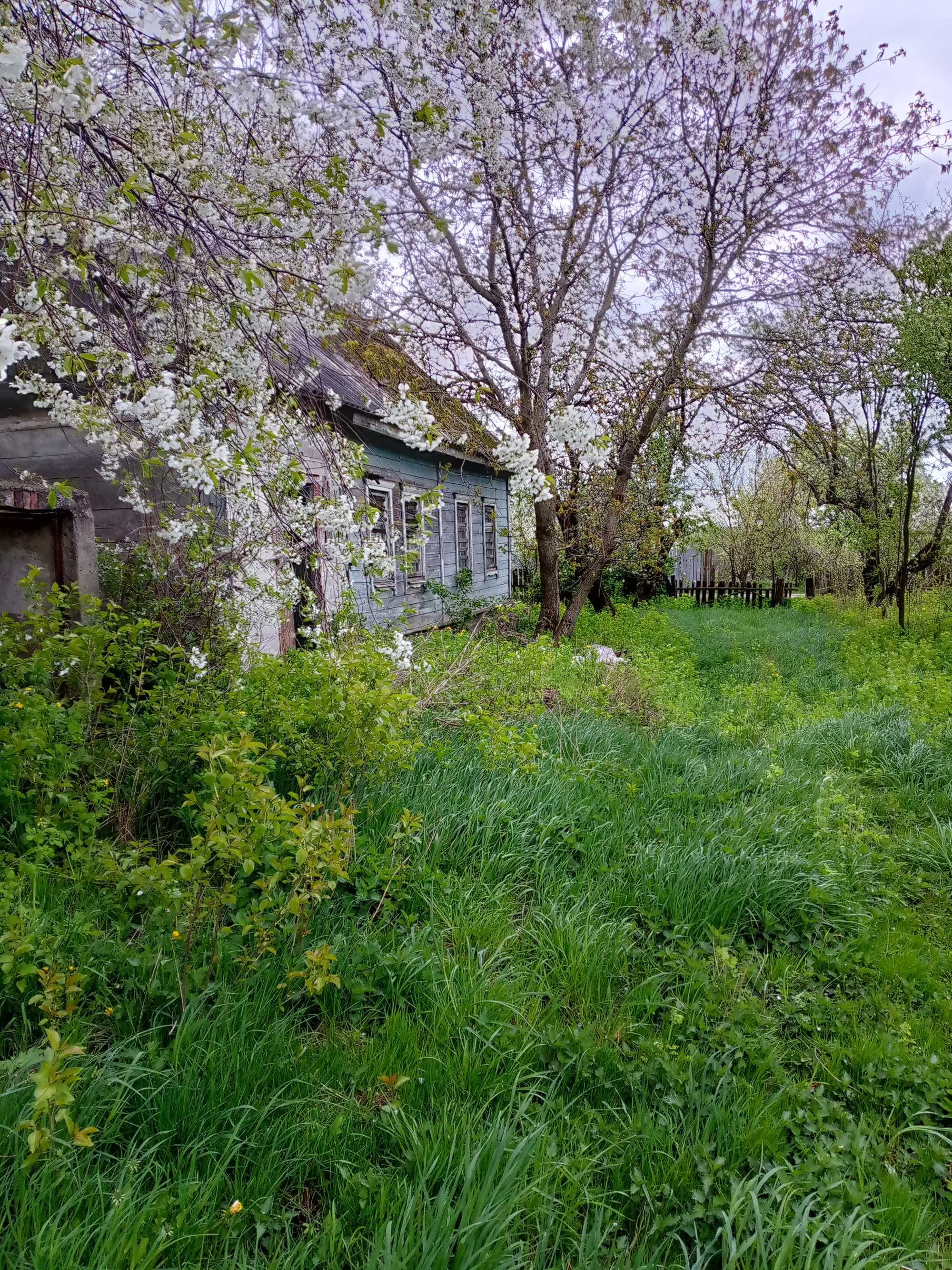 Продається будинок із земельною ділянкою 41 сота в селі Вишевичі