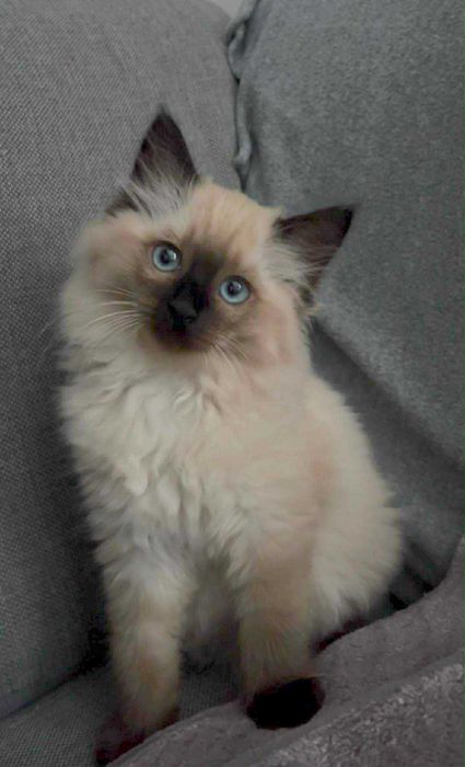 Śliczny kotek ragdoll