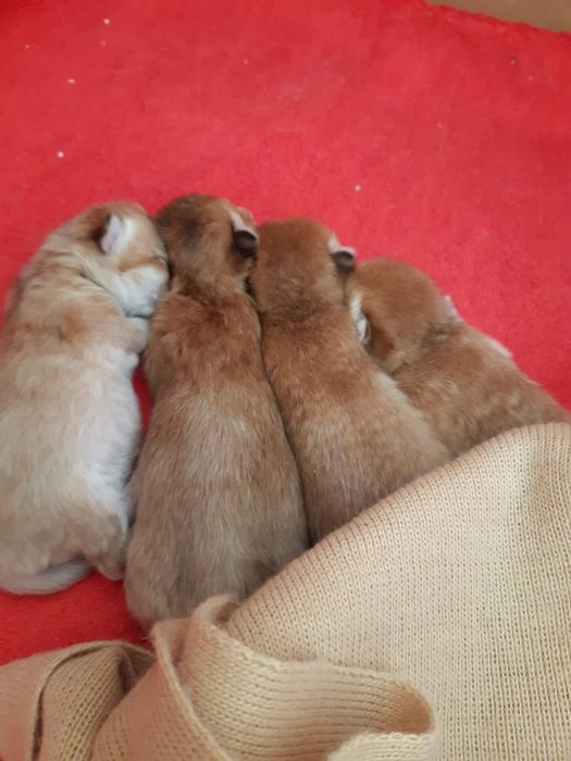 British  Shorthair Golden e silver