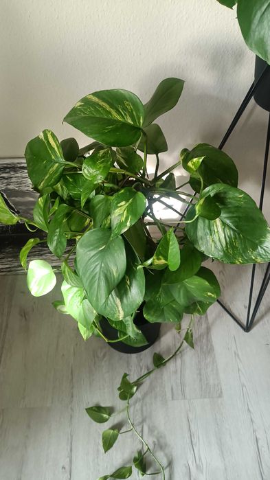 Epipremnum aureum złociste big form