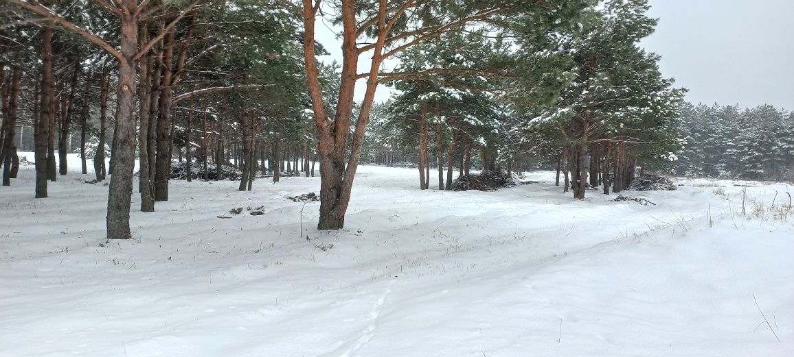 Ділянка з лісом 1га. під забудову 2га. ОСГ