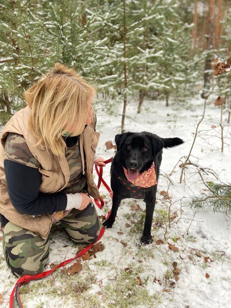 Bounty w typie labradora, 1.5 roku w schronisku