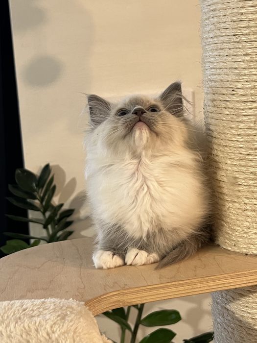 Sliczny  kocurek ragdoll gltowy do zmiany domu