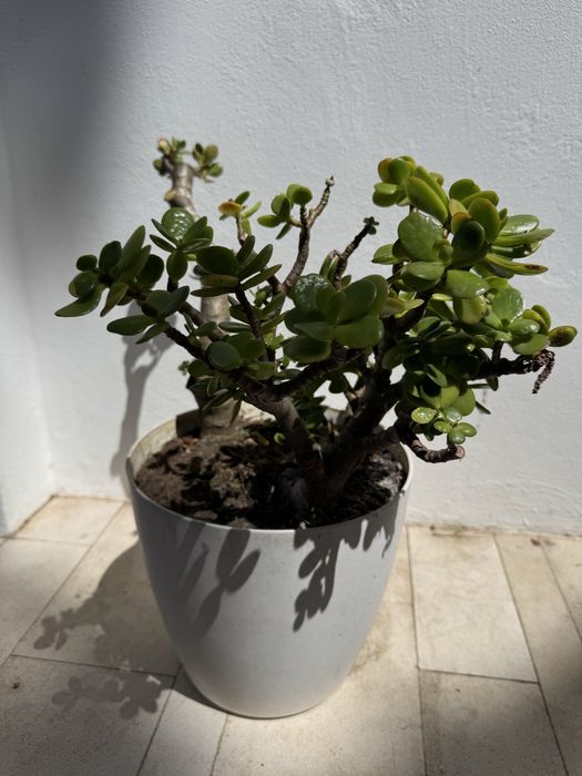 Planta Suculenta Jade - Cacto com Vaso Branco | Interior e Exterior