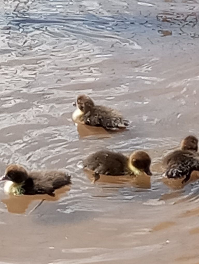Vendo 7 patinhos com ou sem mãe