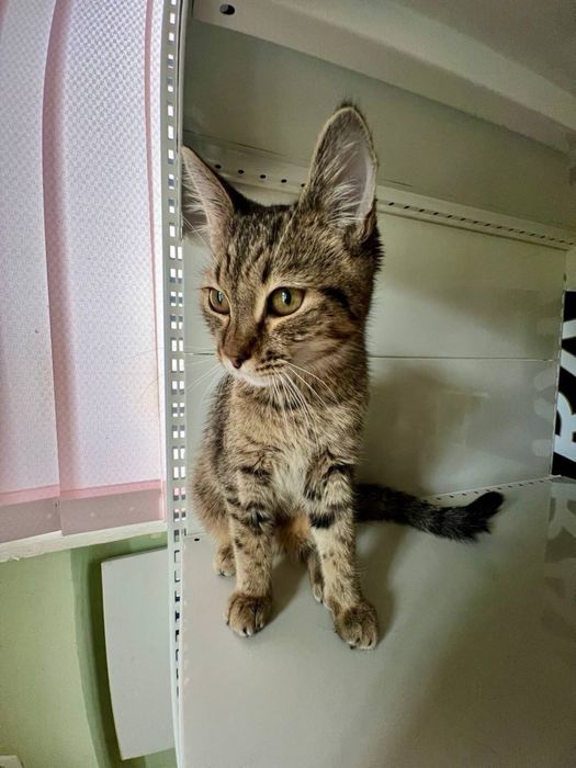 Котята в хорошие руки