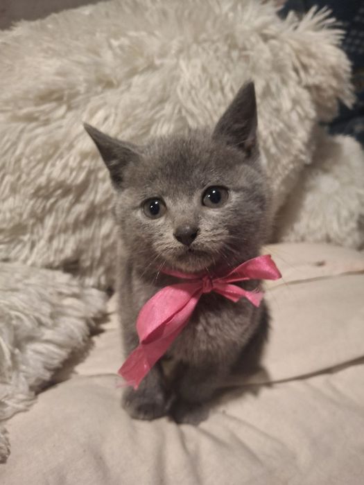 Подаруємо гарних кошенят