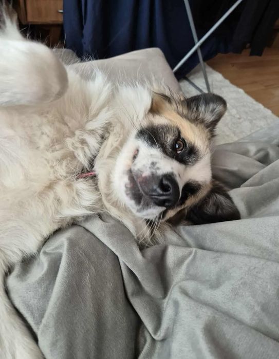 Oddam pieska kundelek