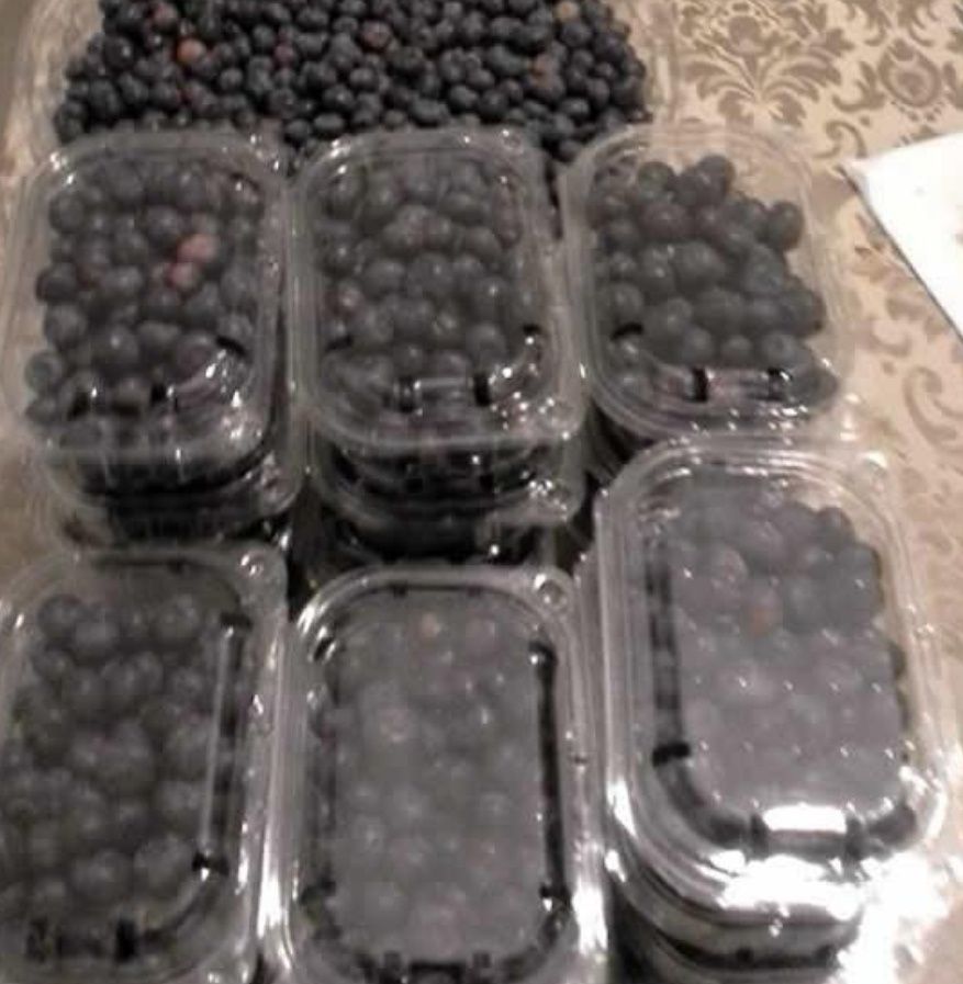 Venda de Mirtilos - caixa de 1kg