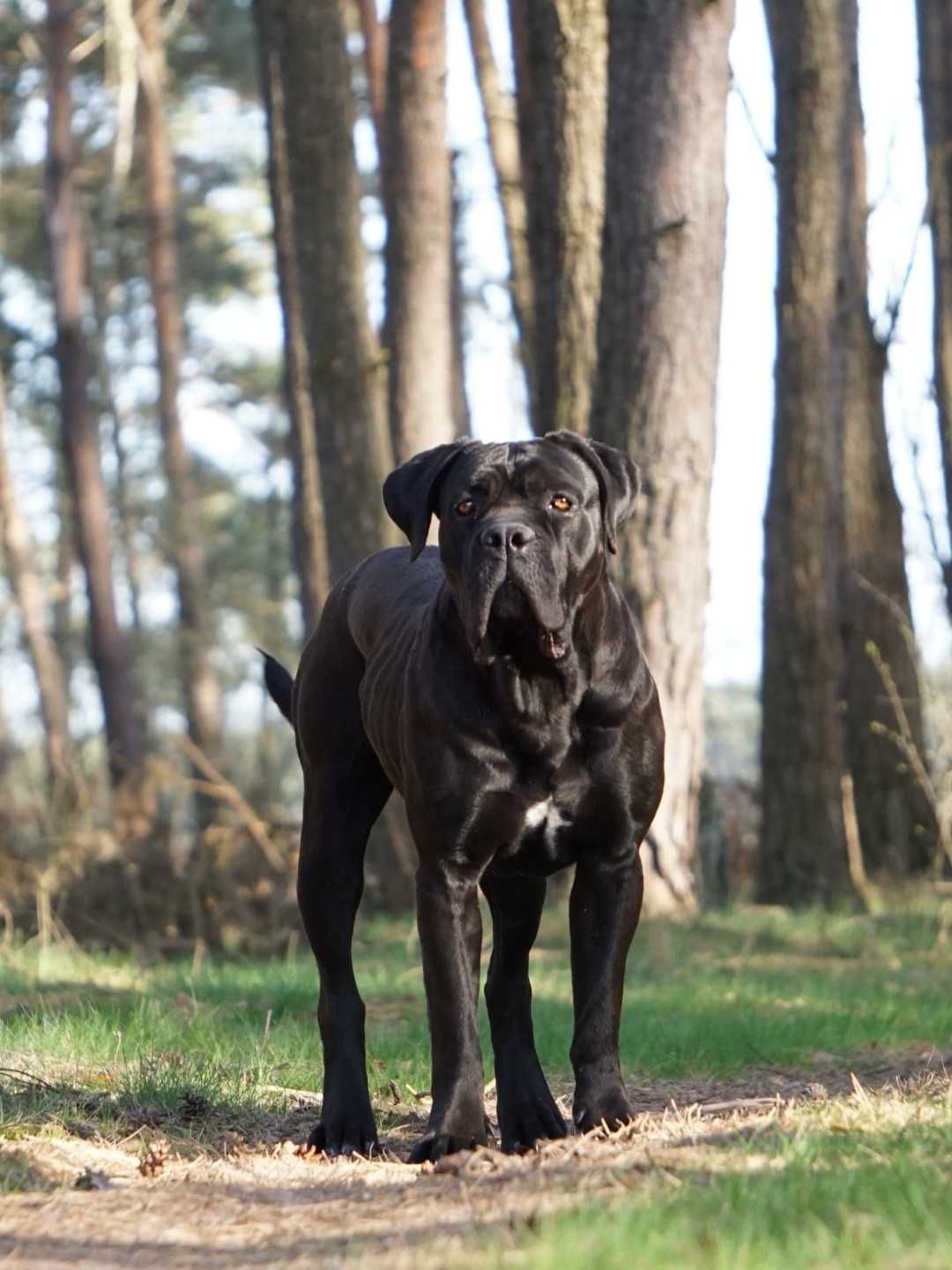 Cane Corso ZKwP/FCI oddział Wrocław