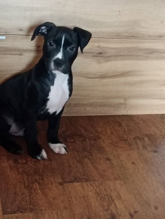Amstaff Szczeniak