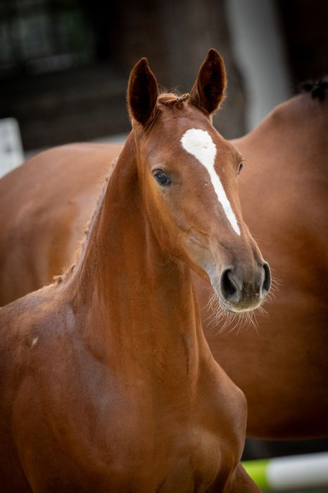 Klaczka/Odsadek 2025