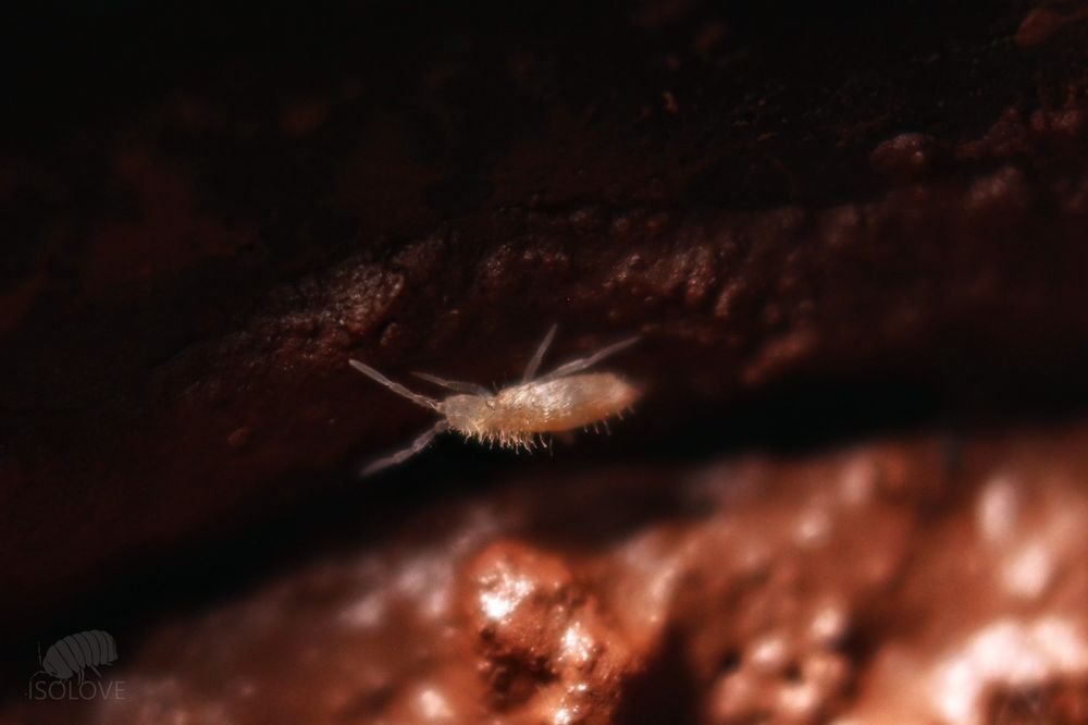 10x Coecobrya cf. tenebricosa, pink tropical springtails, skoczogonki