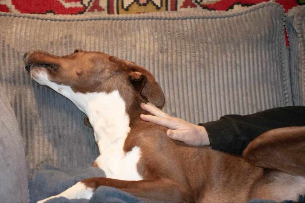 Cudowny Braun szuka domku