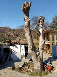 Drzewo orzech włoski