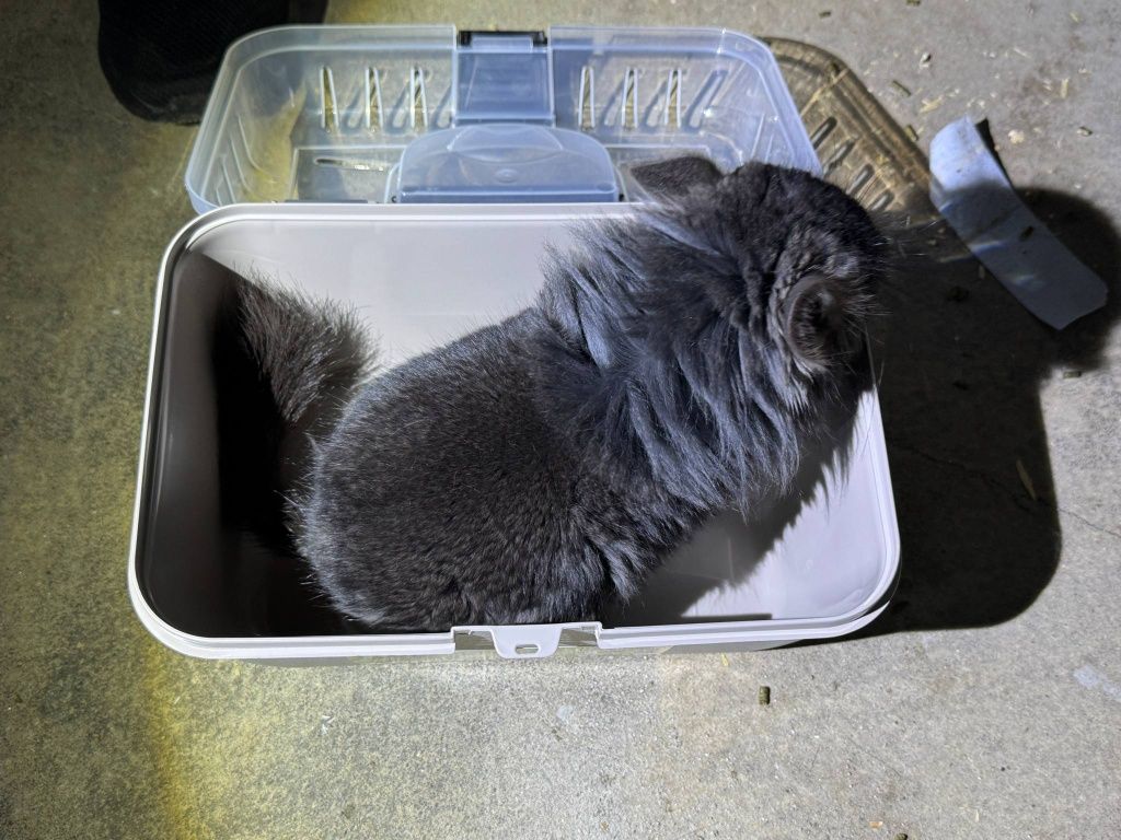 Szynszyl chinchilla Angora  czarny samiec black