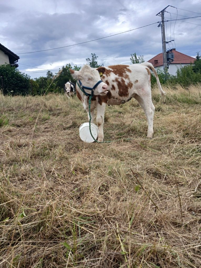 Sprzedam 3 jalowki simental