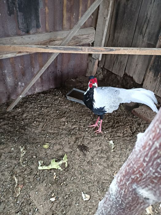 Bażanty  srebrne młode