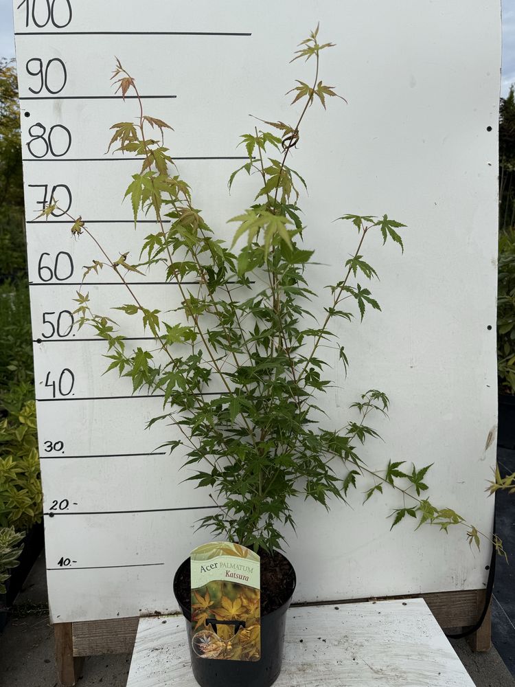 Klon palmowy katsura 3 l
