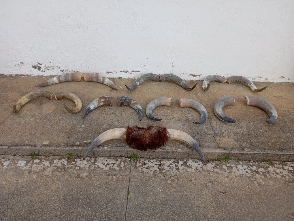 Cornos/chifres verdadeiros de bovinos parelhas e isolados